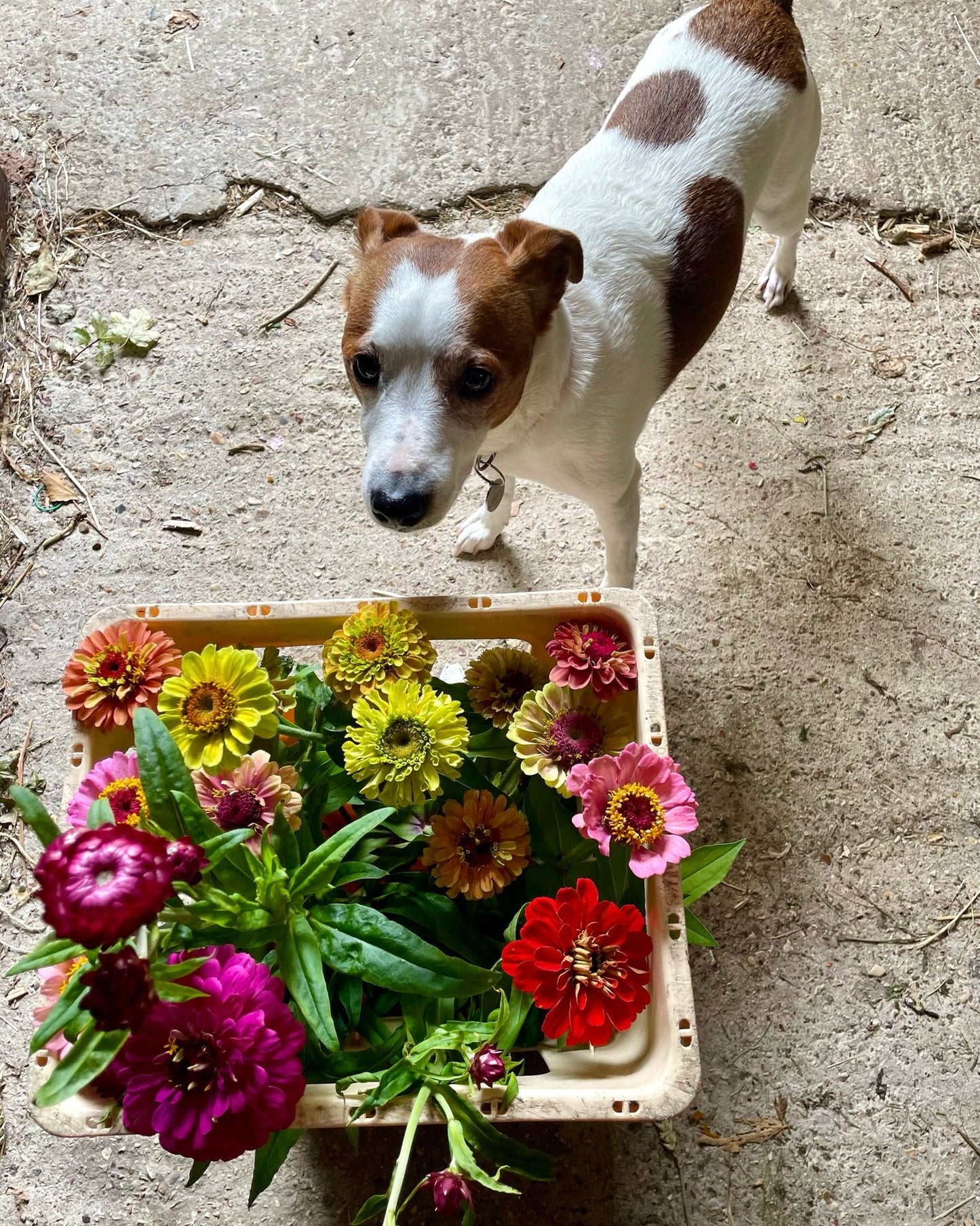 Farm Stand Bunch