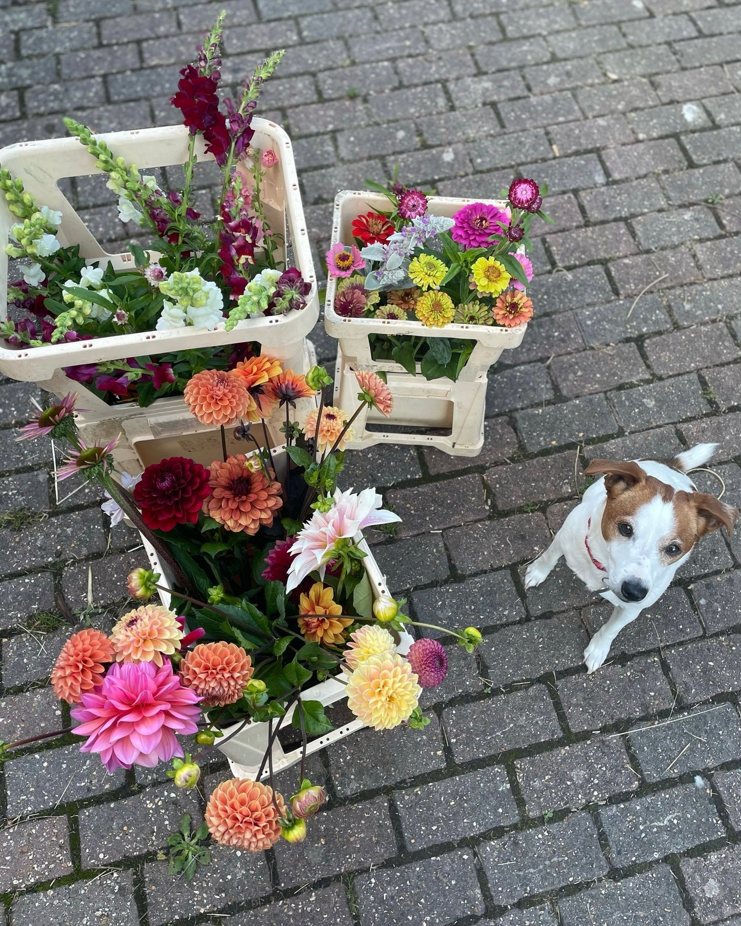Farm Stand Bunch