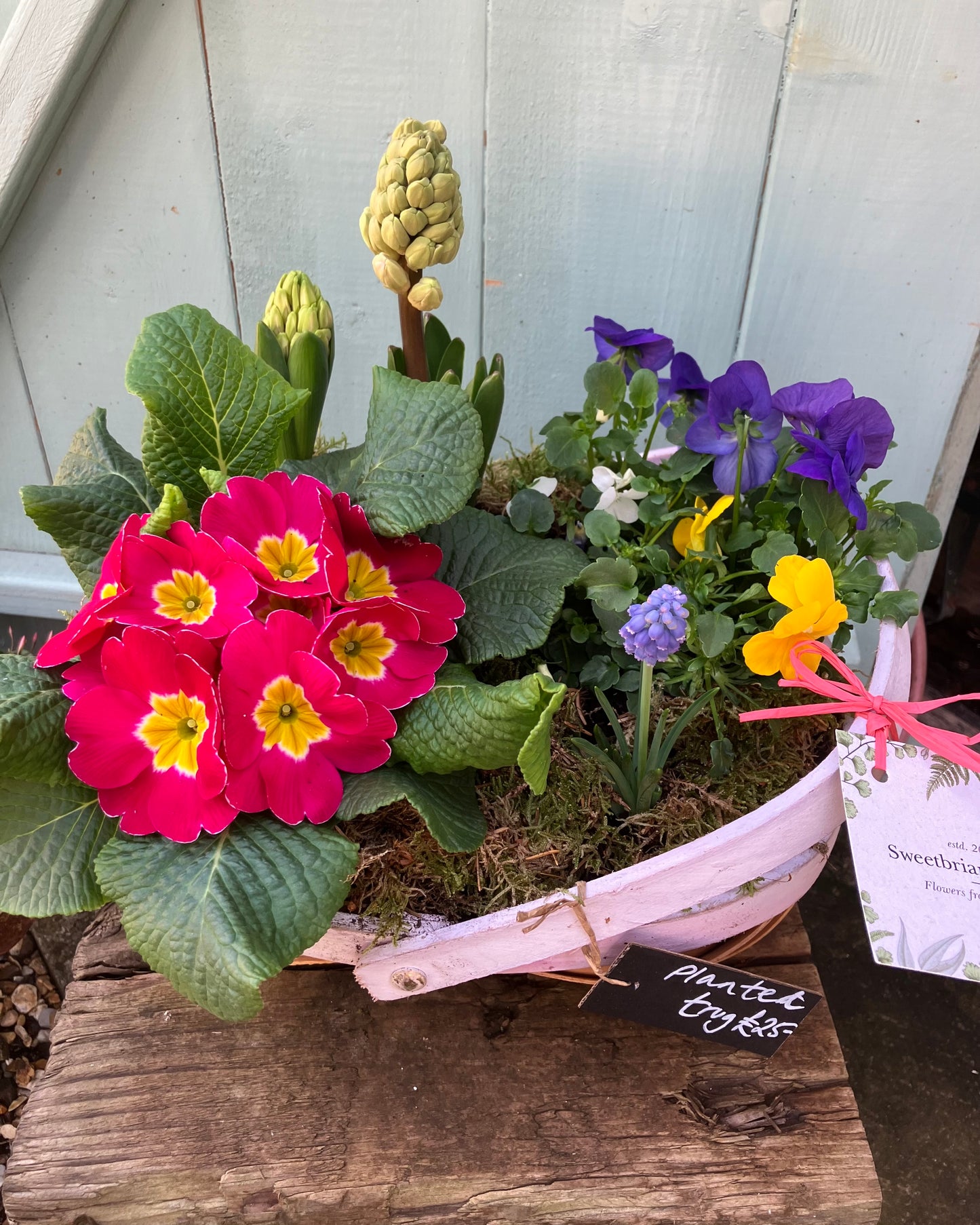 Planted Basket