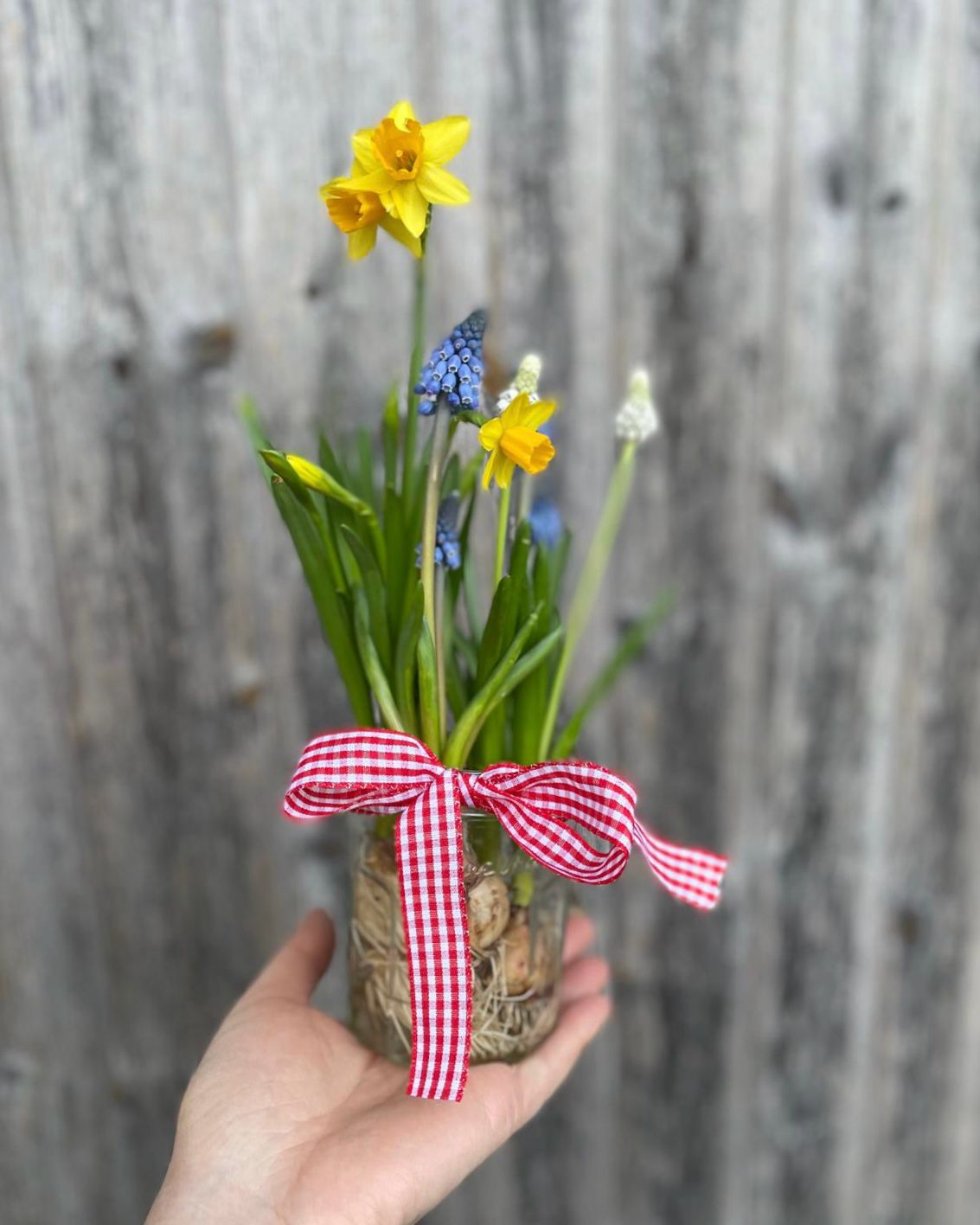 Living Bulb Joy Jars