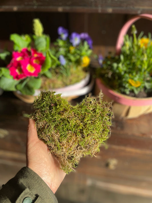 Planted Basket